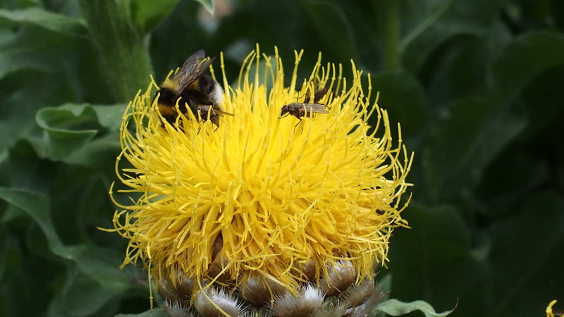 Asteracea - Centaurea macrocephala